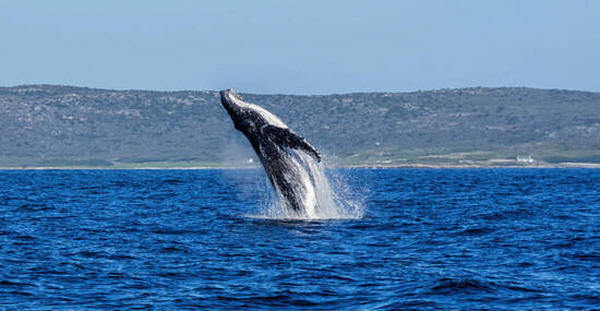 © Cathy Withers-Clarke - stock.adobe.com