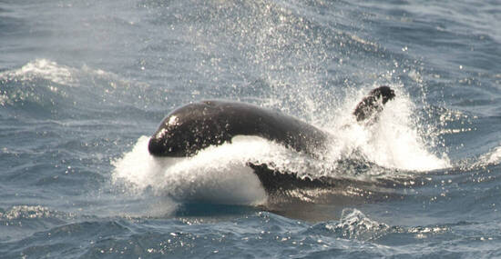 © Oceanwide Expeditions