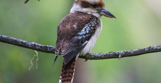 © Imogen - stock.adobe.com