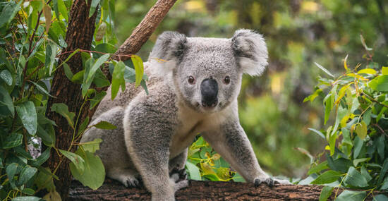 © Maridav - stock.adobe.com