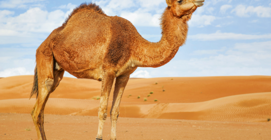 © Wolfgang Zwanzger - Fotolia