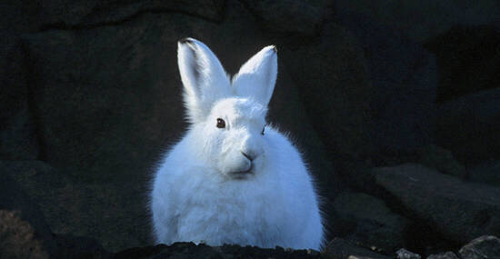 © Rinie van Meurs-Oceanwide Expeditions