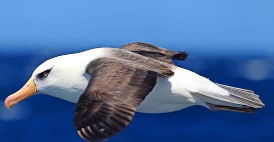 © feathercollector - stock.adobe.com