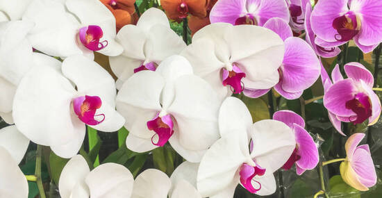 ©ekapolsira - stock.adobe.com