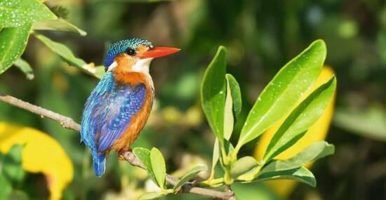 © davemontreuil - Fotolia