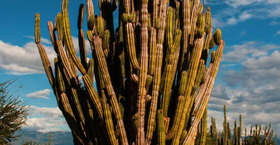 ©Santiago - stock.adobe.com