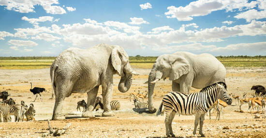 ©Mirko - stock.adobe.com