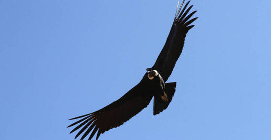 © Flavio - stock.adobe.com