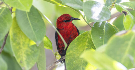 Heritage Expeditions