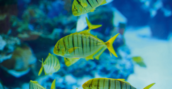 © yulia-zl18 - Fotolia