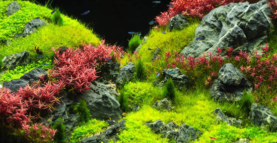 © ezstudiophoto - stock.adobe.com