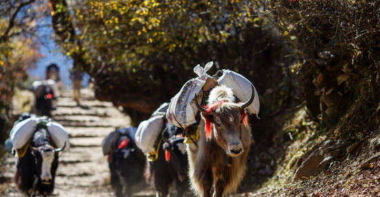 © ekashustrova - stock.adobe.com