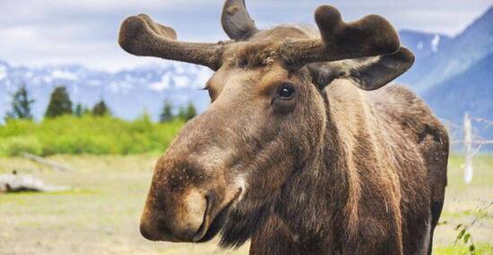 © ALCE - Fotolia