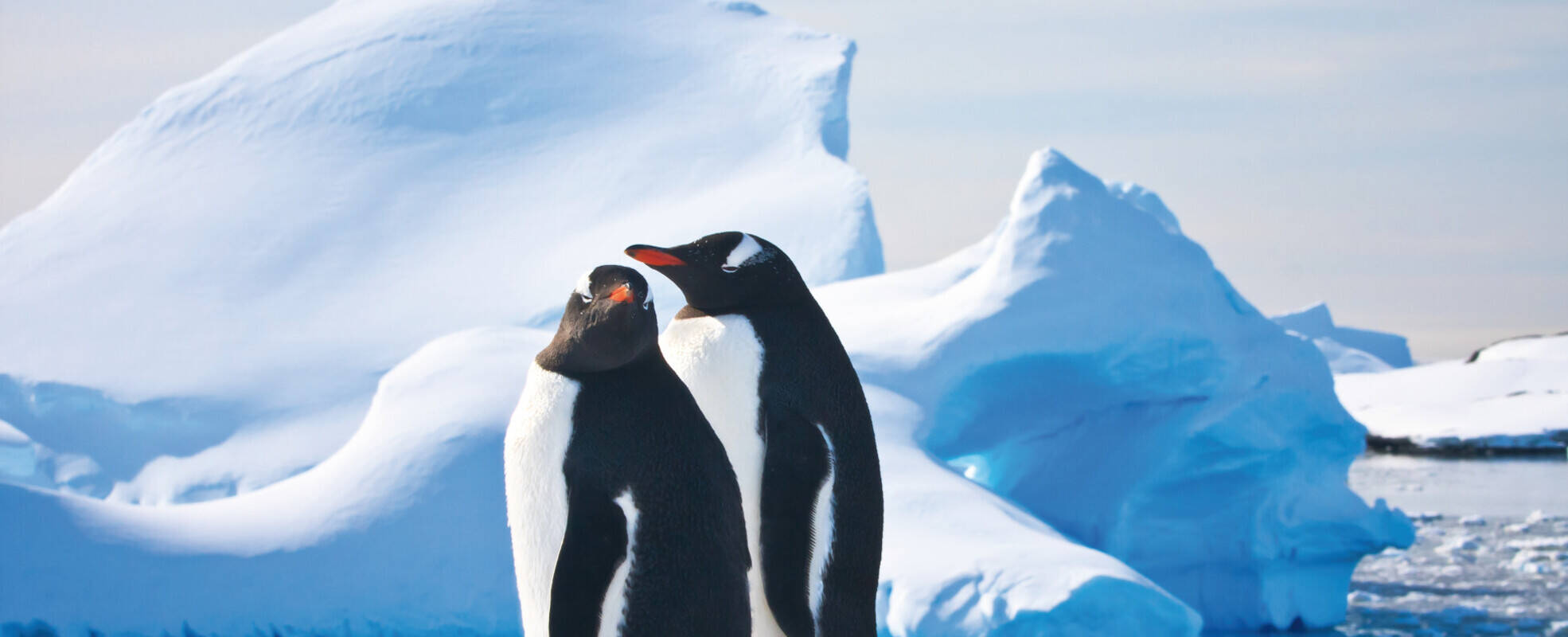 Rundreise Antarktis mit Ikarus Tours erleben