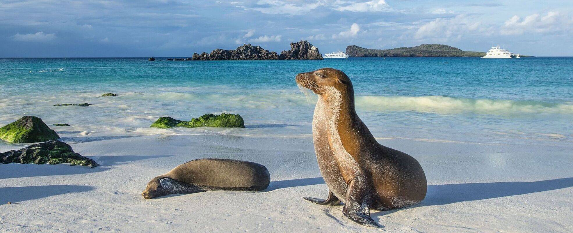 Seelöwen auf den Galápagos-Inseln