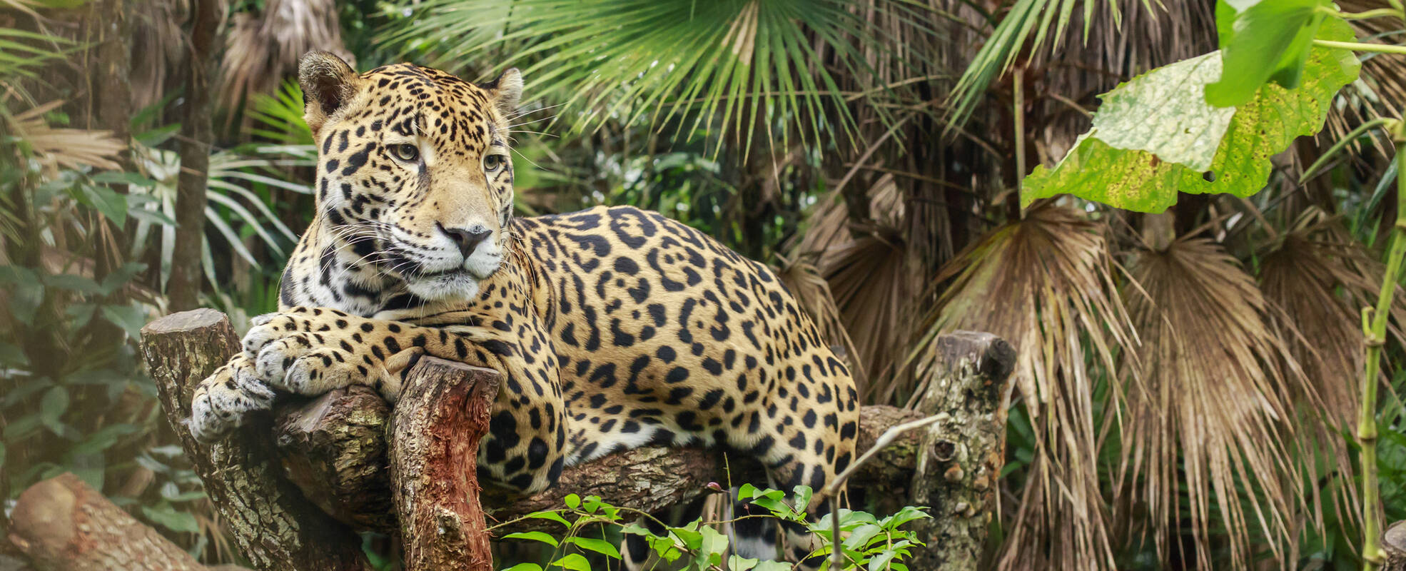 Rundreise Belize mit Ikarus Tours erleben