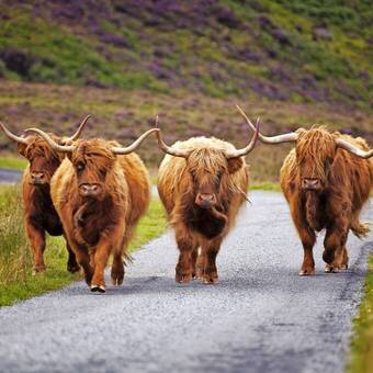 Schottische Rinder © adrianpluskota - stock.adobe.com