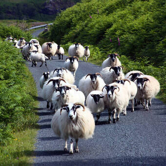 Schafe auf der Straße auf der Insel Mull © Adam - stock.adobe.com