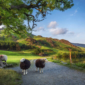 Tierische Begegnung im Lake District © Shaiith