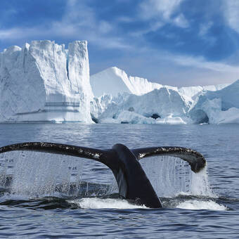 Ein Buckelwal im llulissat-Eisfjord 