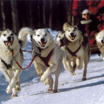 Unsere treuen Freunde 