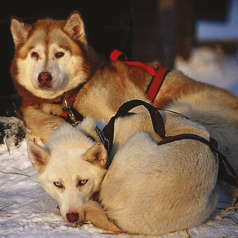 Pause für unsere Huskies 