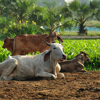 Kühen ruhen sich auf einem Acker aus © photo_journey - stock.adobe.com