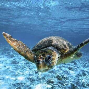 Meeresschildkröten Caretta Caretta 