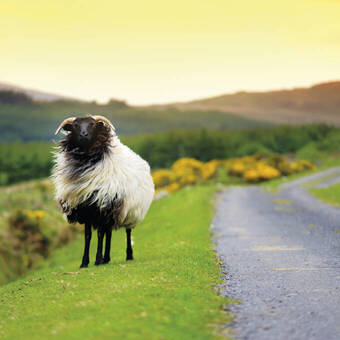 (T)I(e)rische Begegnung 