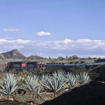 Der José Cuervo Express fährt durch die Agavenfelder in Mexiko. 