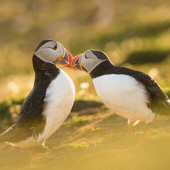 Papageitaucher auf Latrabjarg Getty Images/iStockphoto