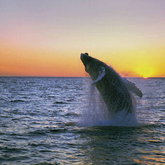 Walbeobachtungen auf Island 