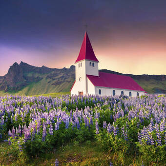 Kleine Kirche umgeben von blühenden Lupinenblumen im Dorf Vik, Island 