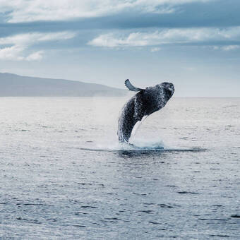 Walbeobachtungen auf Island  