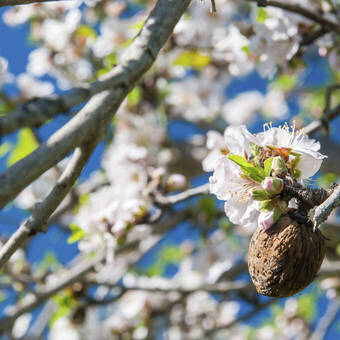 Mandelfrucht und blühende Blume 