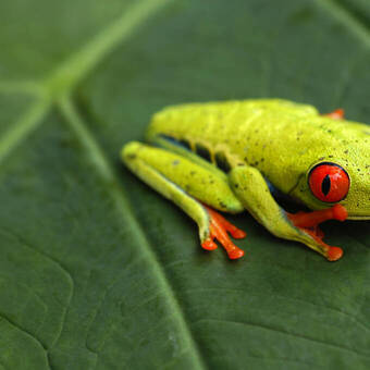 Rotaugenlaubfrosch © Karla - stock.adobe.com