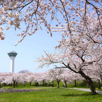 Panoramablick auf den Goryokaku-Turm mit blühenden Kirschblüten in der Stadt Hakodate © Pond Thananat - stock.adobe.com