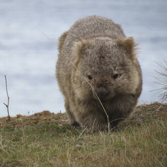 Wombat 