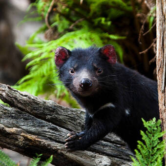 Tasmanischer Teufel © Dave - stock.adobe.com