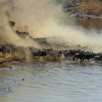 Gnus im Mara-Fluss 