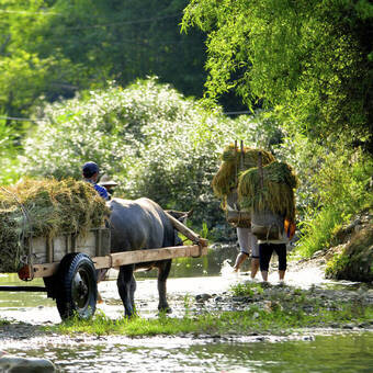 Ländliche Idylle - Stroh-Transport mit Karren 