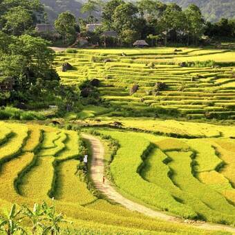 Blick auf Reisterrassen im Norden Vietnams 
