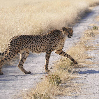 Bildhübscher Gepard 