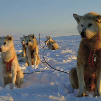 Die Schlittenhunde sind bereit für die Arbeit Greenland Travel
