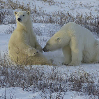 Erstklassige Tierbeobachtung 