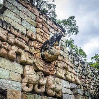 Stein-Relief eines Ara in den Ruinen von Copán, Honduras 