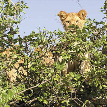Die Baumlöwen im Lake Manyara Nationalpark 
