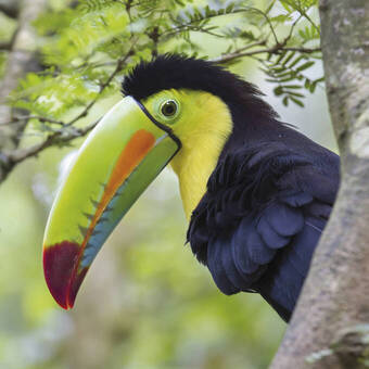 Tukan im Nationalpark 