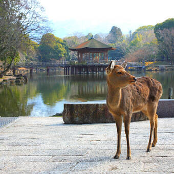 Zutraulicher Ukimi-Hirsch, Nara 
