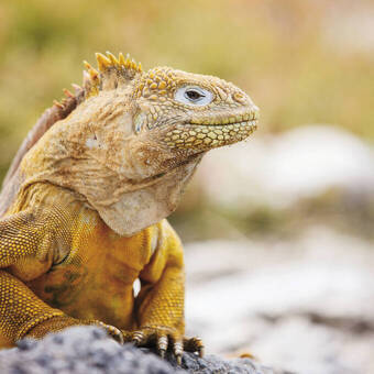 Landleguan auf Santa Fé 